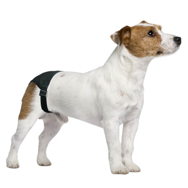 Pawise hlačke za psičke št.2 - 32-39 cm (2)