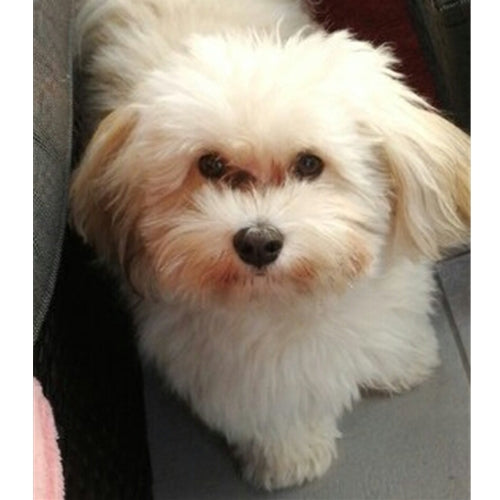 Mr.Pet spletna trgovina