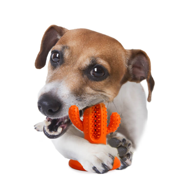 All For Paws gumi dental kaktus, oranžen - 9,5 cm (2)