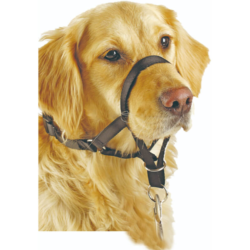 Pawise oglavnica, črna - L (2)