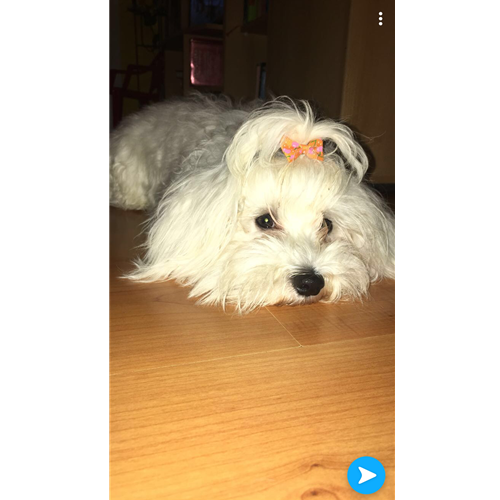 Mr.Pet spletna trgovina