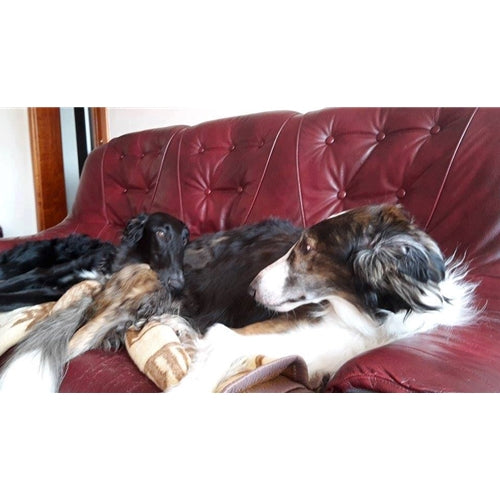 Mr.Pet spletna trgovina