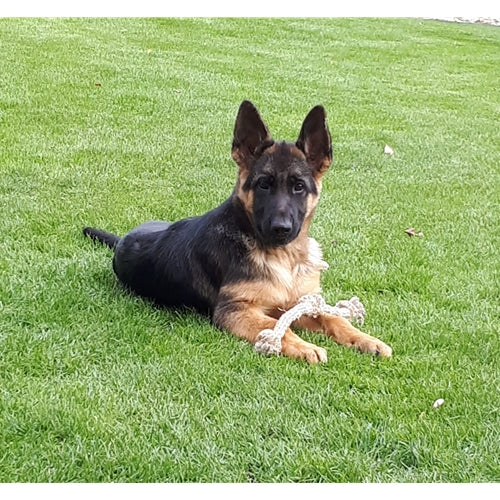 Mr.Pet spletna trgovina