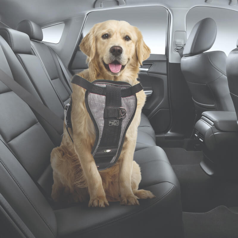 All For Paws oprsnica + varnostni pas - L (2)