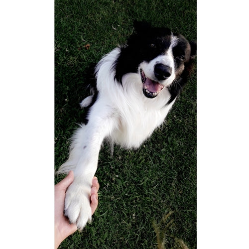 Mr.Pet spletna trgovina