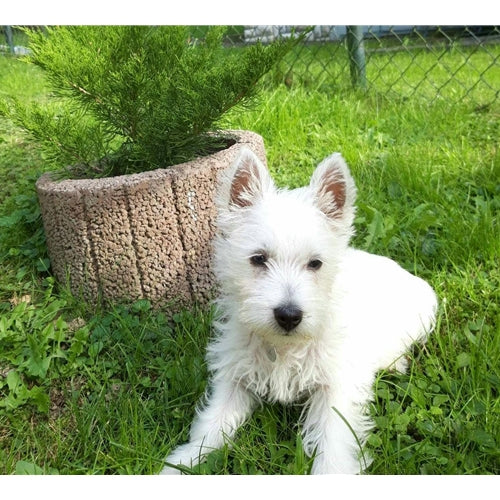 Mr.Pet spletna trgovina