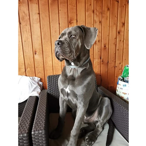 Mr.Pet spletna trgovina
