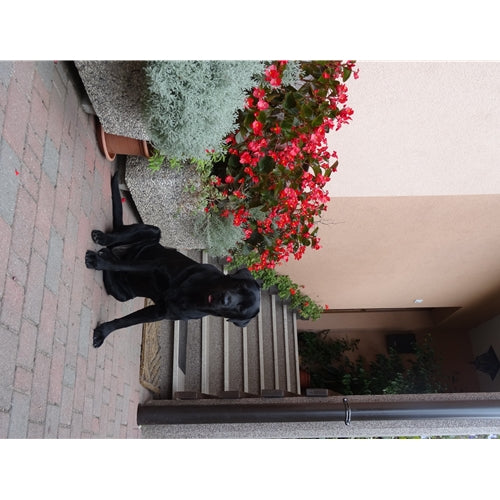 Spletna trgovina Mr.Pet