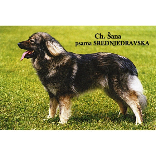 Mr.Pet spletna trgovina