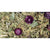 JR Farm Grainless Plus kumina in regrat - 100 g (2)