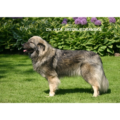 Mr.Pet spletna trgovina