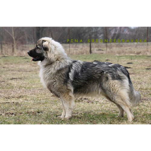 Mr.Pet spletna trgovina