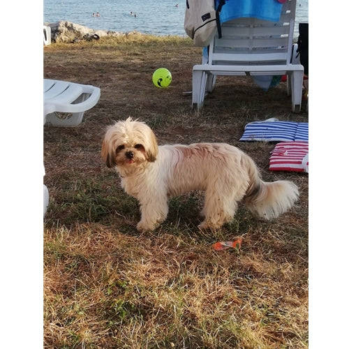 Mr.Pet spletna trgovina