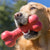 KONG igrača Goodie Bone L (3)