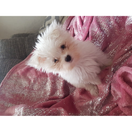 Mr.Pet spletna trgovina