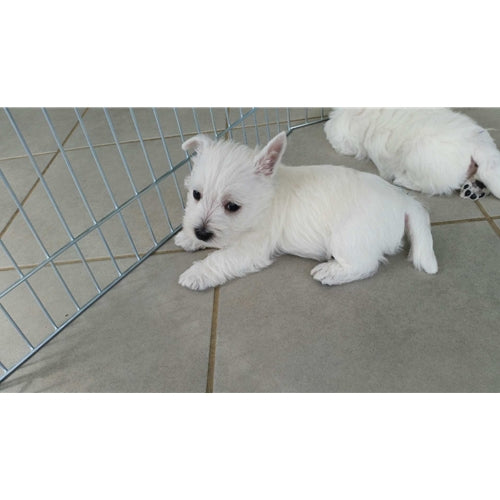 Mr.Pet spletna trgovina