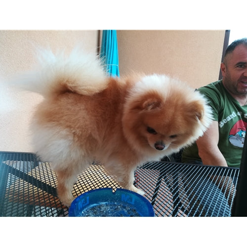 Mr.Pet spletna trgovina