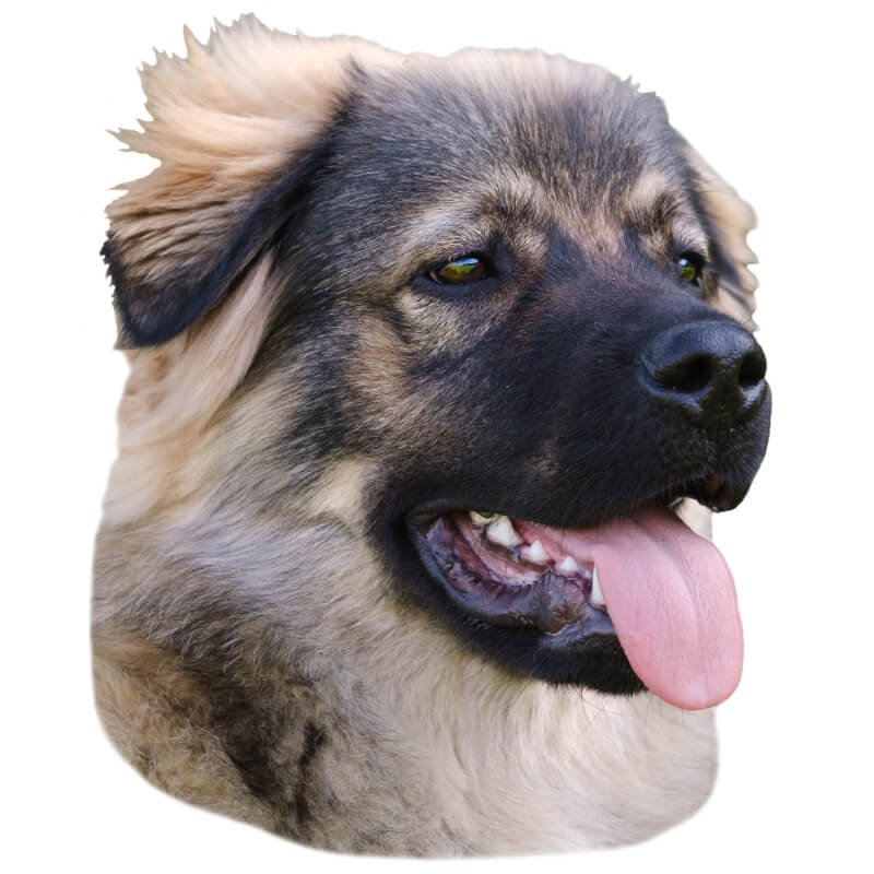 Pasemske nalepke, različne pasme (2 kos) - kraški ovčar