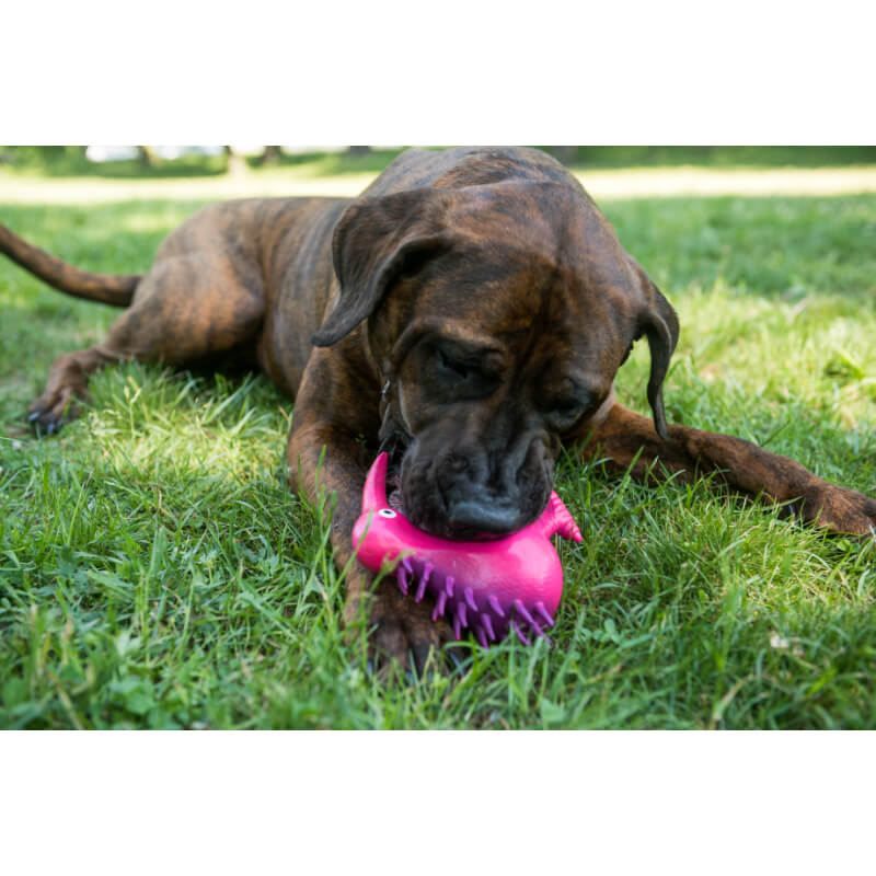 Kiwi Walker piskajoča igrača iz lateksa L, roza ptiček kivi - 15,5 cm (3)