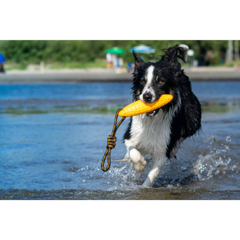 Kiwi Walker pena TPR zeppelin maxi, oranžen - 22 cm (3)