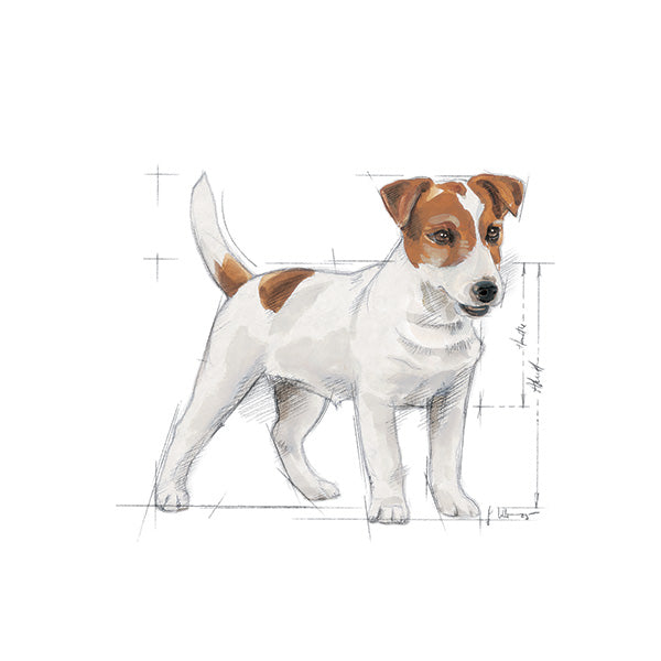 Royal Canin Mini Adult - 8 kg (3)