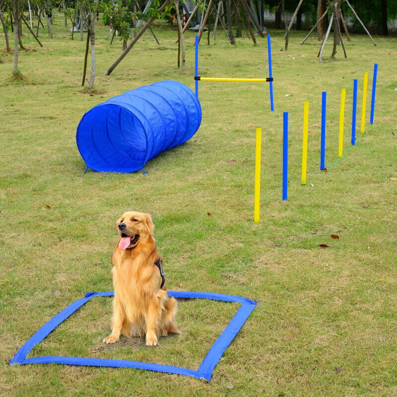 Pawise agility komplet za trening, več elementov - modro rumen (2)