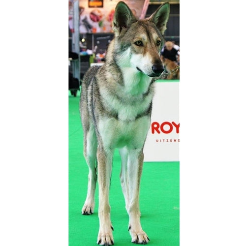 Mr.Pet spletna trgovina