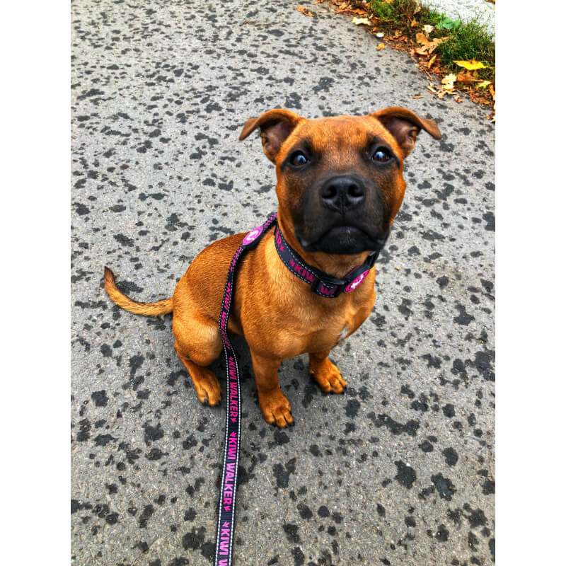 Kiwi Walker najlonska ovratnica Running Kiwi - črno roza - različne velikosti (3)