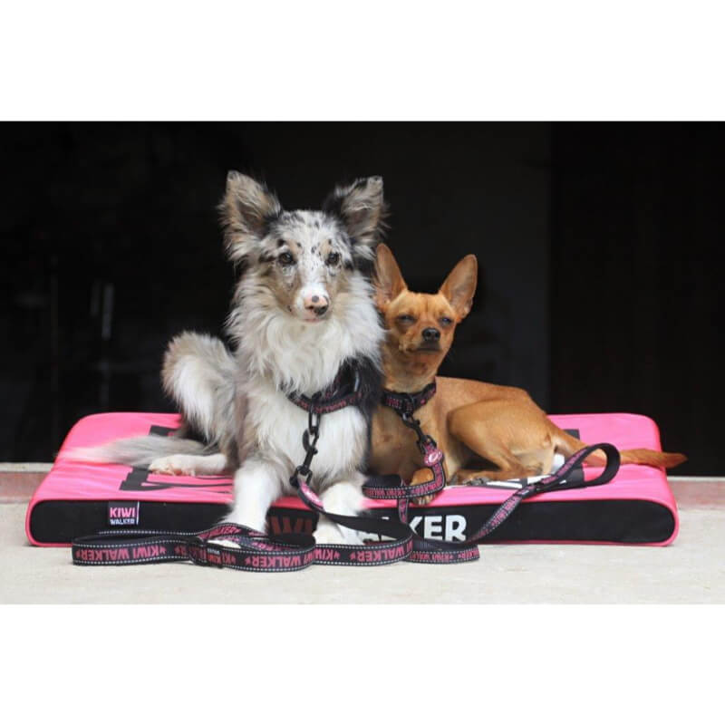 Kiwi Walker najlonski povodec Running Kiwi - črno moder - različne velikosti (3)