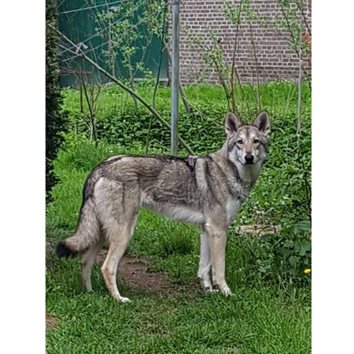 Mr.Pet spletna trgovina