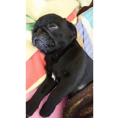 Mr.Pet spletna trgovina