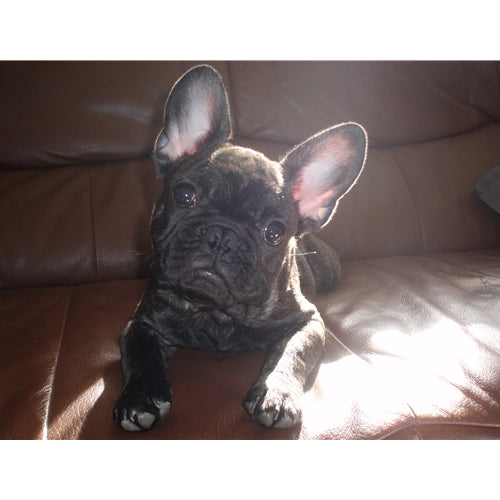 Mr.Pet spletna trgovina