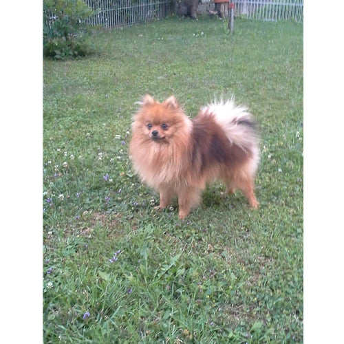 Mr.Pet spletna trgovina