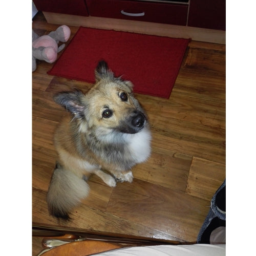 Mr.Pet spletna trgovina