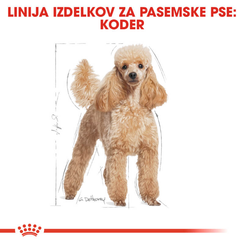 Royal Canin Poodle Adult - 1,5 kg (4)