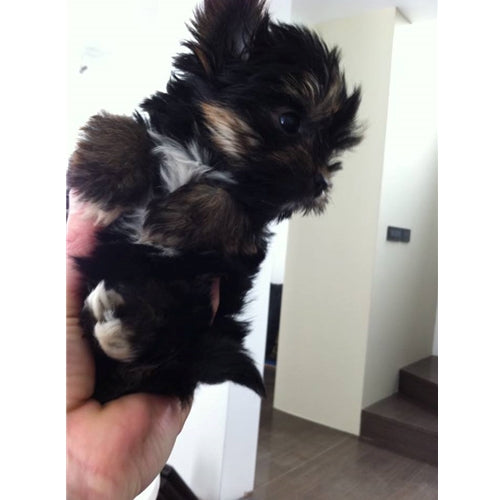 Mr.Pet spletna trgovina