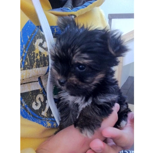 Mr.Pet spletna trgovina