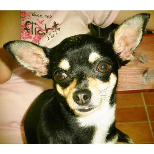 Mr.Pet spletna trgovina