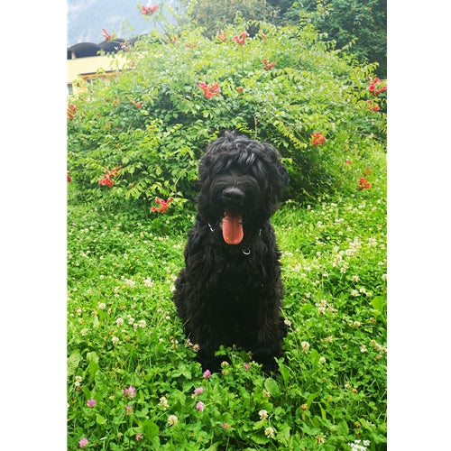 Mr.Pet spletna trgovina