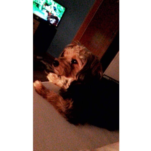 Mr.Pet spletna trgovina
