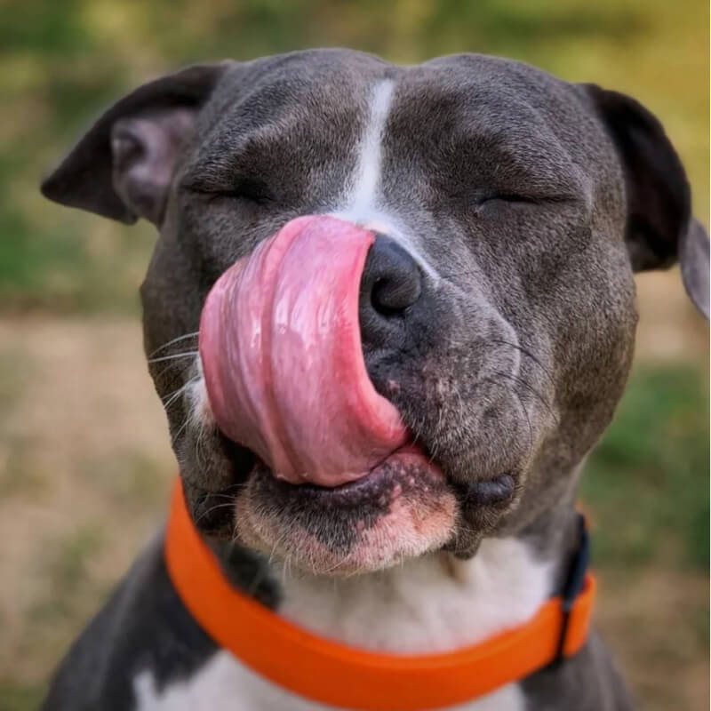 Waudog vodoodporna ovratnica, oranžna (2)