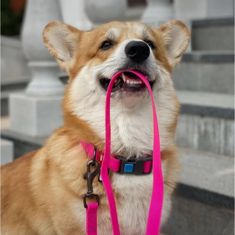 Waudog vodoodporna ovratnica, roza (2)