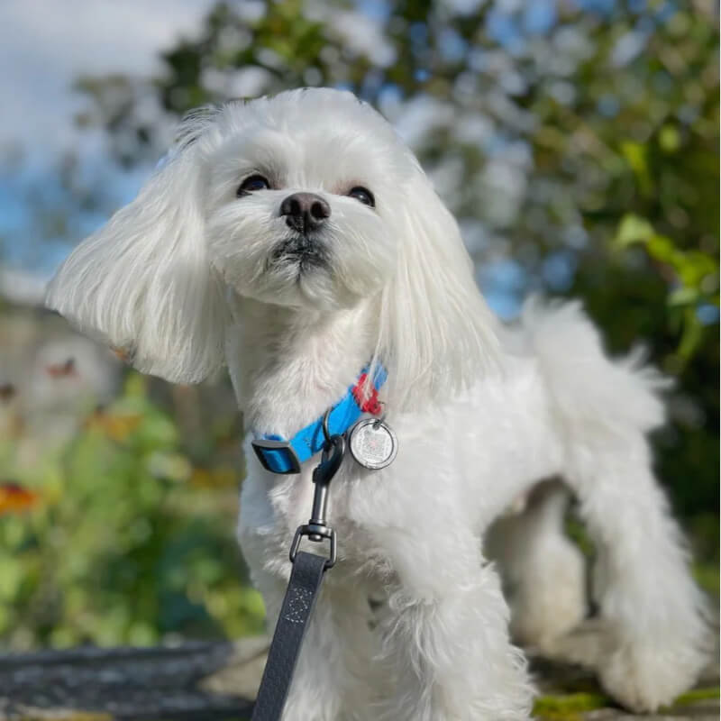 Waudog vodoodporna ovratnica, sv. modra (2)