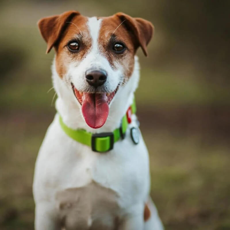 Waudog vodoodporna ovratnica, sv. zelena (2)