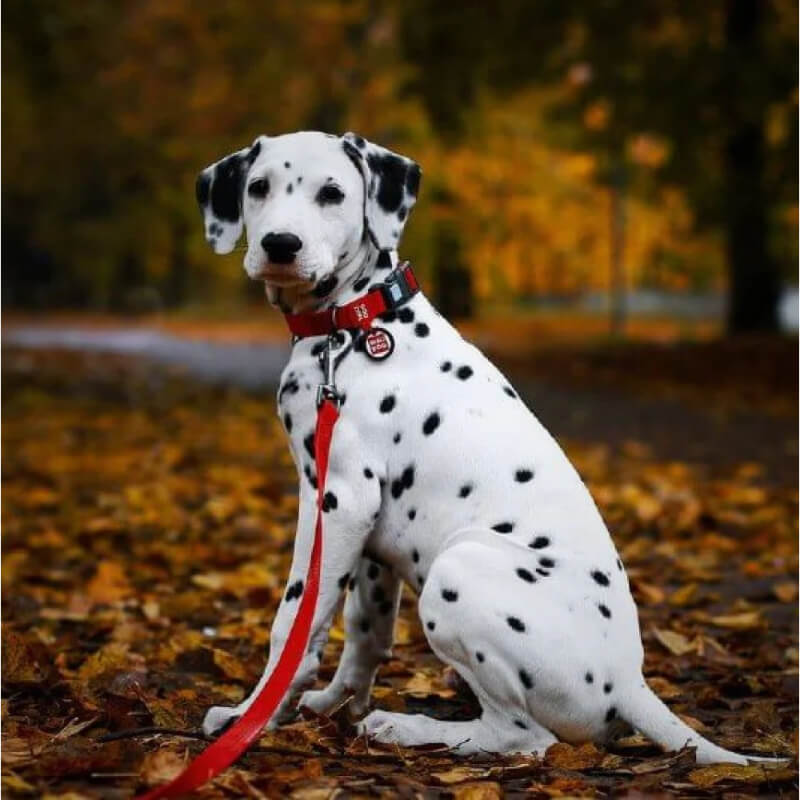 Waudog vodoodporen povodec, rdeč - 122 cm (2)