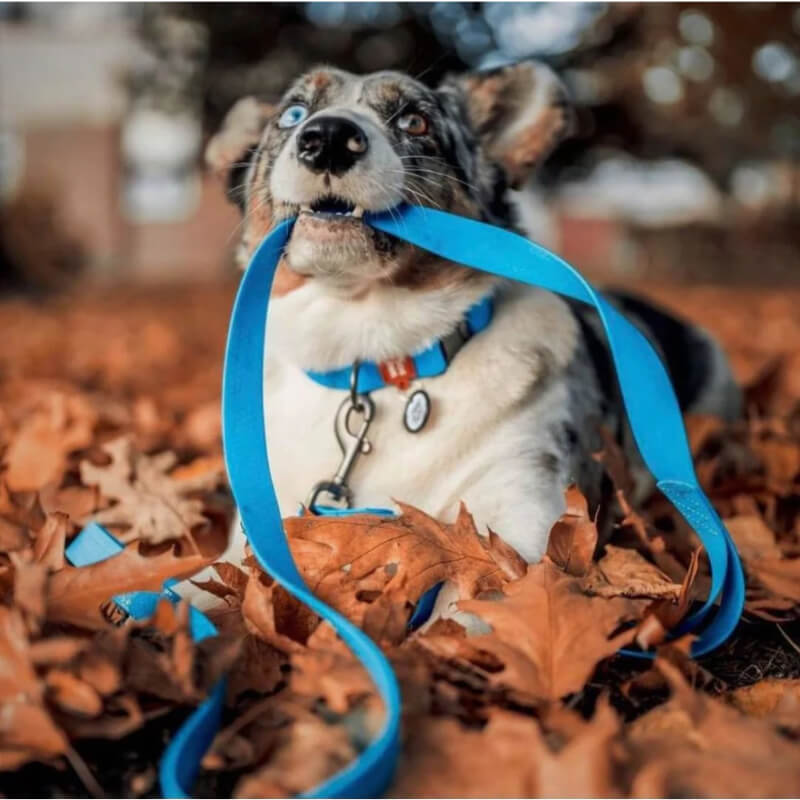 Waudog vodoodporen povodec, sv. moder - 122 cm (2)