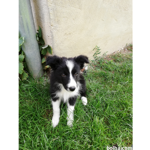 Mr.Pet spletna trgovina