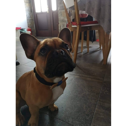 Mr.Pet spletna trgovina