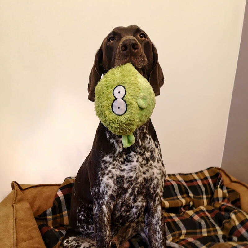 Coockoo piskajoča plišasta žoga Gary, modra - 17 x 20 x 12 cm (3)