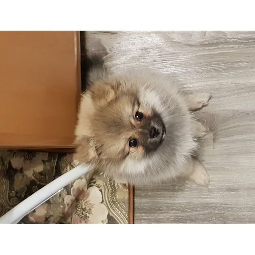 Mr.Pet spletna trgovina